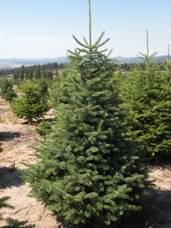 Subalpine Fir